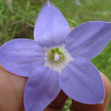 Wahlenbergia stricta subsp. stricta unspecified picture