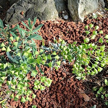 Lampranthus glaucoides unspecified picture