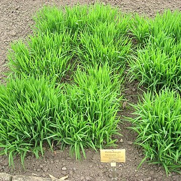 Muhlenbergia mexicana unspecified picture