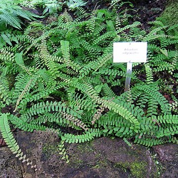 Adiantum edgeworthii unspecified picture