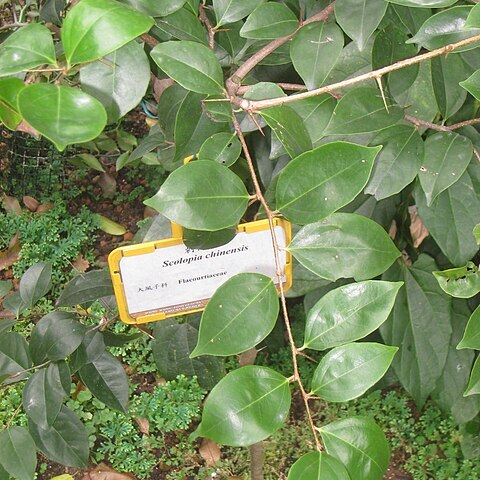 Scolopia chinensis unspecified picture