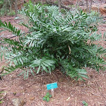 Zamia portoricensis unspecified picture