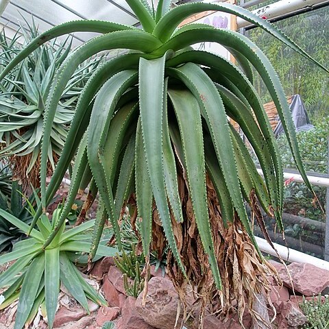 Aloe angelica unspecified picture