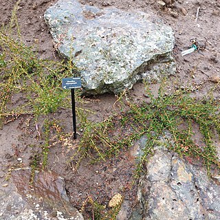 Grevillea depauperata unspecified picture