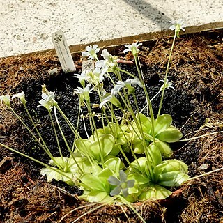 Pinguicula ibarrae unspecified picture