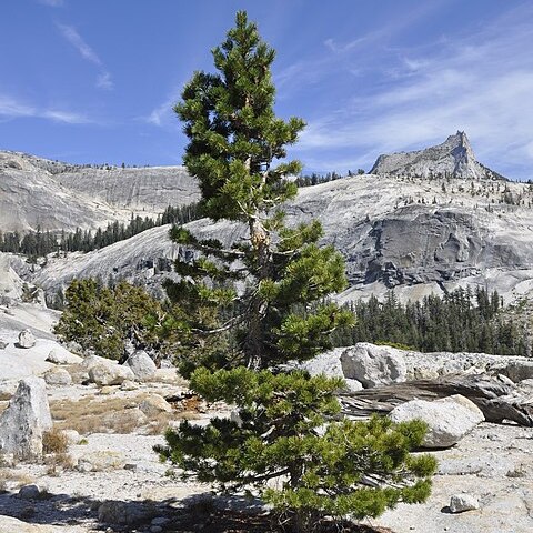 Pinus contorta var. murrayana unspecified picture