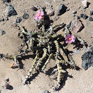 Sarcocaulon patersonii unspecified picture