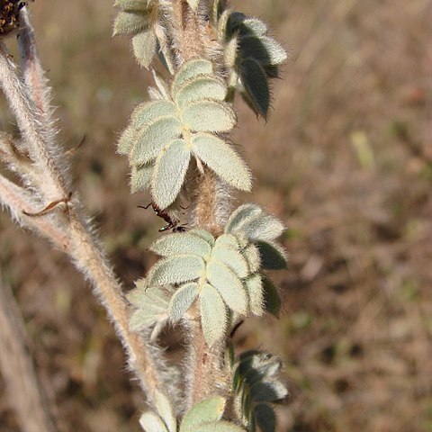 Mimosa lanuginosa unspecified picture