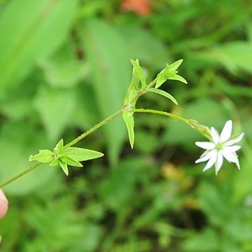 Stellaria vestita unspecified picture