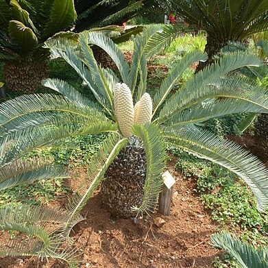 Encephalartos lanatus unspecified picture