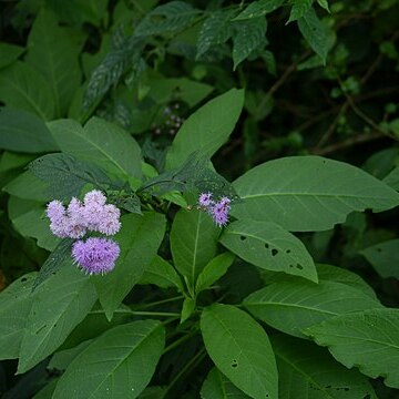 Acilepis ornata unspecified picture