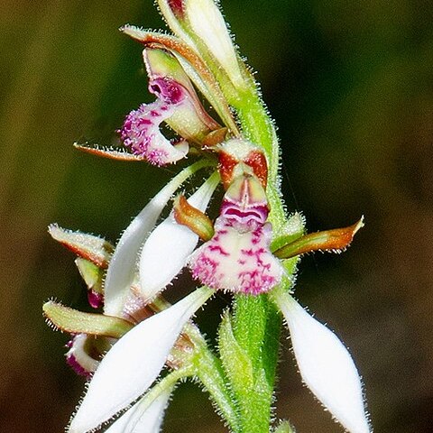 Eriochilus dilatatus subsp. dilatatus unspecified picture