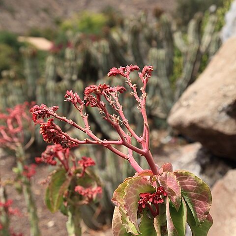 Euphorbia magnifica unspecified picture