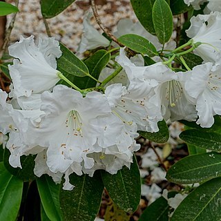 Rhododendron griffithianum unspecified picture