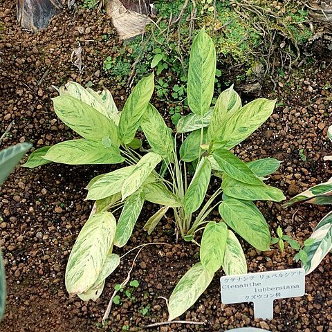 Ctenanthe lubbersiana unspecified picture