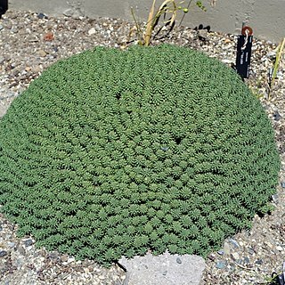 Euphorbia clavarioides unspecified picture