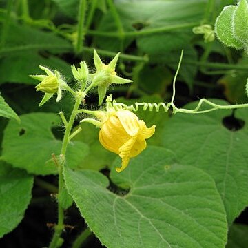 Thladiantha nudiflora unspecified picture