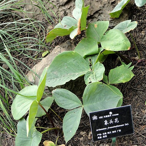 Arisaema franchetianum unspecified picture