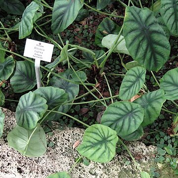 Alocasia cuprea unspecified picture