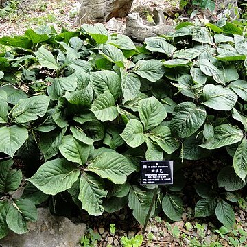 Chloranthus holostegius unspecified picture