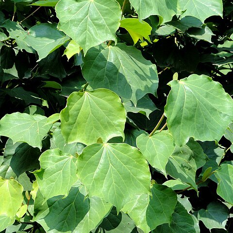 Exbucklandia tonkinensis unspecified picture