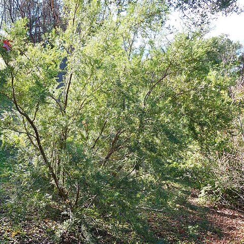 Taxus sumatrana unspecified picture