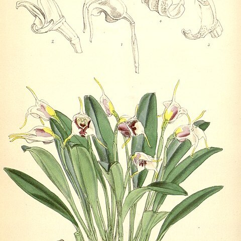 Masdevallia ionocharis unspecified picture