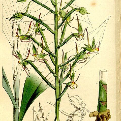 Habenaria salaccensis unspecified picture