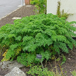 Chaerophyllum azoricum unspecified picture