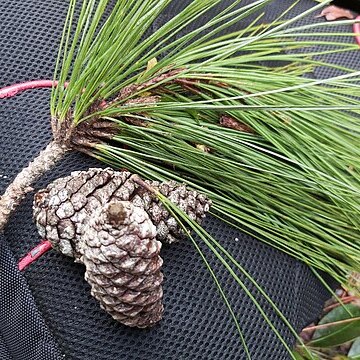 Pinus caribaea unspecified picture