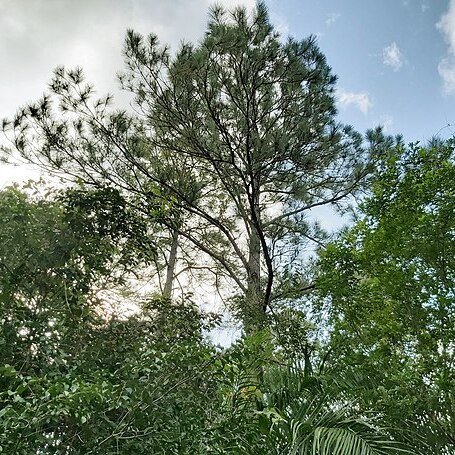 Pinus caribaea unspecified picture