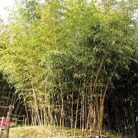 Phyllostachys vivax unspecified picture