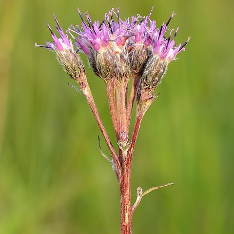 Saussurea unspecified picture