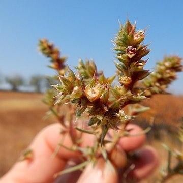 Salsola collina unspecified picture