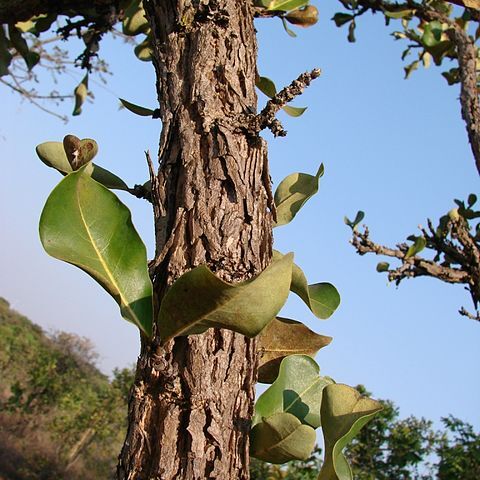 Erythroxylum suberosum unspecified picture