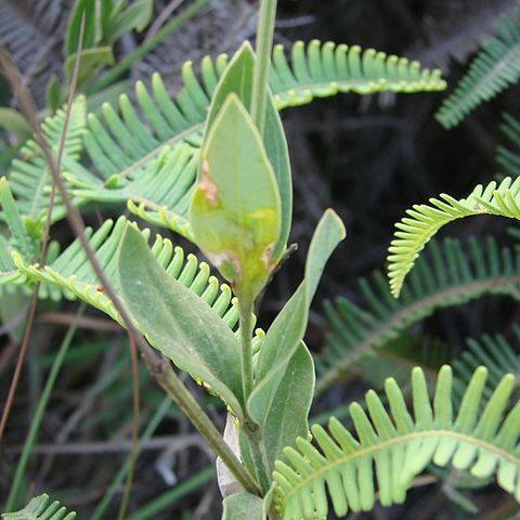 Calolisianthus unspecified picture