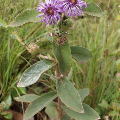 Lessingianthus unspecified picture