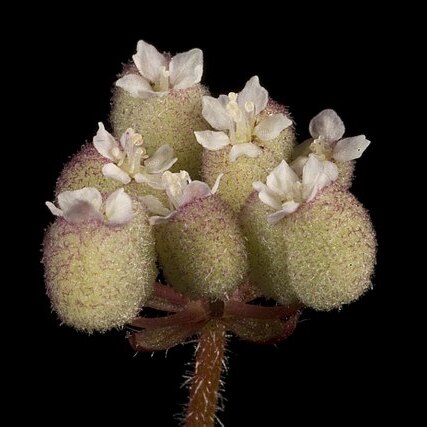 Trachymene ornata unspecified picture