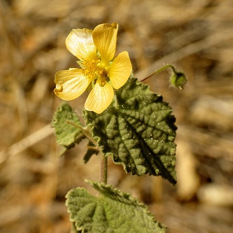 Abutilon abutiloides unspecified picture