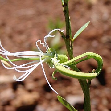 Bauhinia rufa unspecified picture