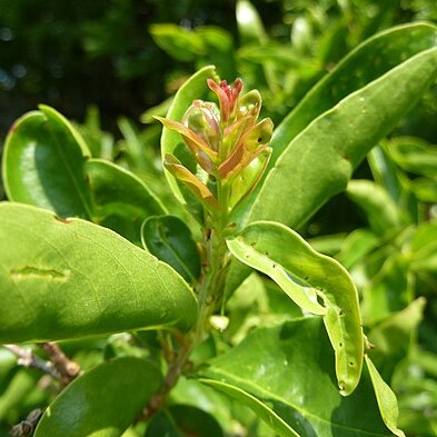 Galpinia transvaalica unspecified picture