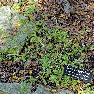 Aristolochia reticulata unspecified picture