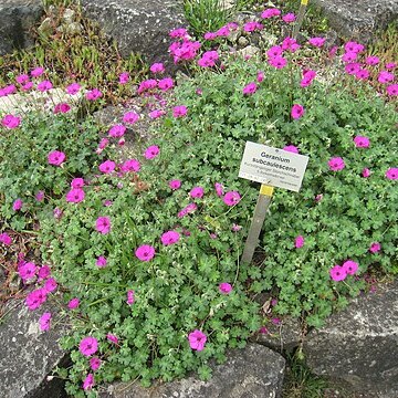 Geranium subcaulescens l'hér. ex unspecified picture