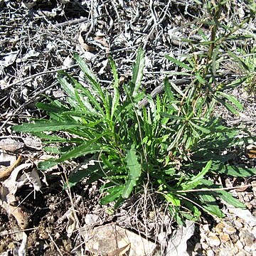 Senecio diaschides unspecified picture