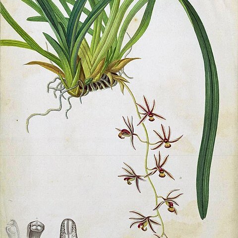 Cymbidium bicolor subsp. pubescens unspecified picture