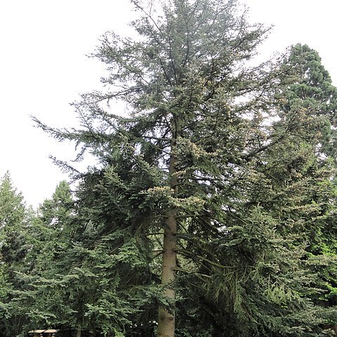 Abies chensiensis unspecified picture