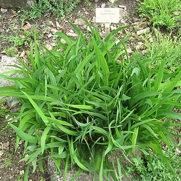 Silene bupleuroides unspecified picture