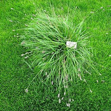 Sesleria heufleriana unspecified picture