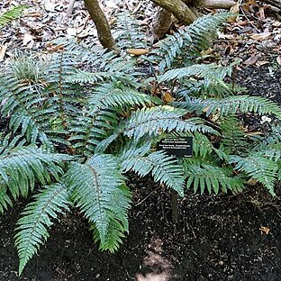 Polystichum luctuosum unspecified picture