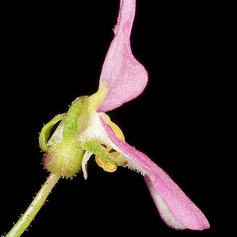 Stylidium ecorne unspecified picture